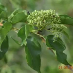 Buy Malbua, Premna Latifolia, Erumai Munnai, Agnimanta, 
Agnimantha, Peddanellakure, Aginum, எருமை 
முன்னை, अग्निमंथा - Live plant 
online shopping for sale