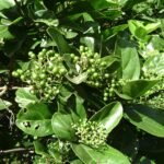 Buy Premna alstoni - Live Plant Online Shopping for Sale