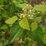 Buy Premna tomentosa - Live Plant Online Shopping for Sale