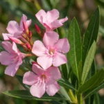 Buy Nerium oleander - pink - Live Plant Online Shopping for Sale