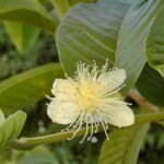 Buy Psidium guajava Guava - Live Plant Online Shopping for Sale