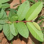 Buy Guava Red, psidium guavajava red, sivappu koiya, amrood red - 
Live plant online shopping for sale
