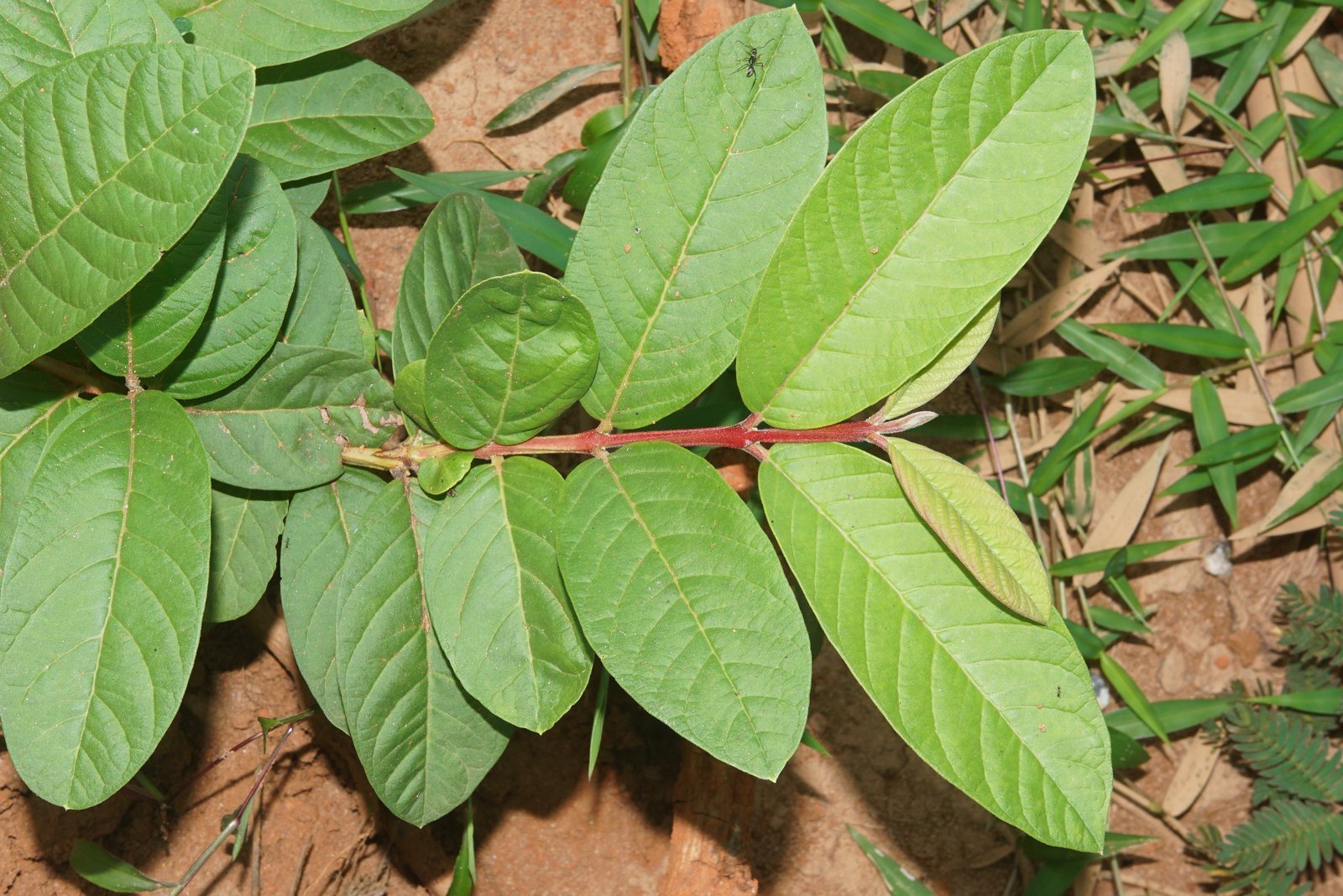 Psidium_guajava___Guava.jpg Buy Guava Red, psidium guavajava red, sivappu koiya, amrood red -
Live plant online shopping for sale - Image 1