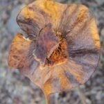 Buy Pterocarpus dalbergioides - Live Plant Online Shopping for 
Sale