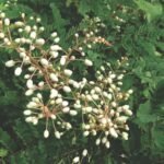 Buy Pterolobium hexapetalum - Live Plant Online Shopping for Sale