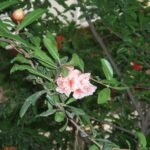Buy Punica granatum - Live Plant Online Shopping for Sale