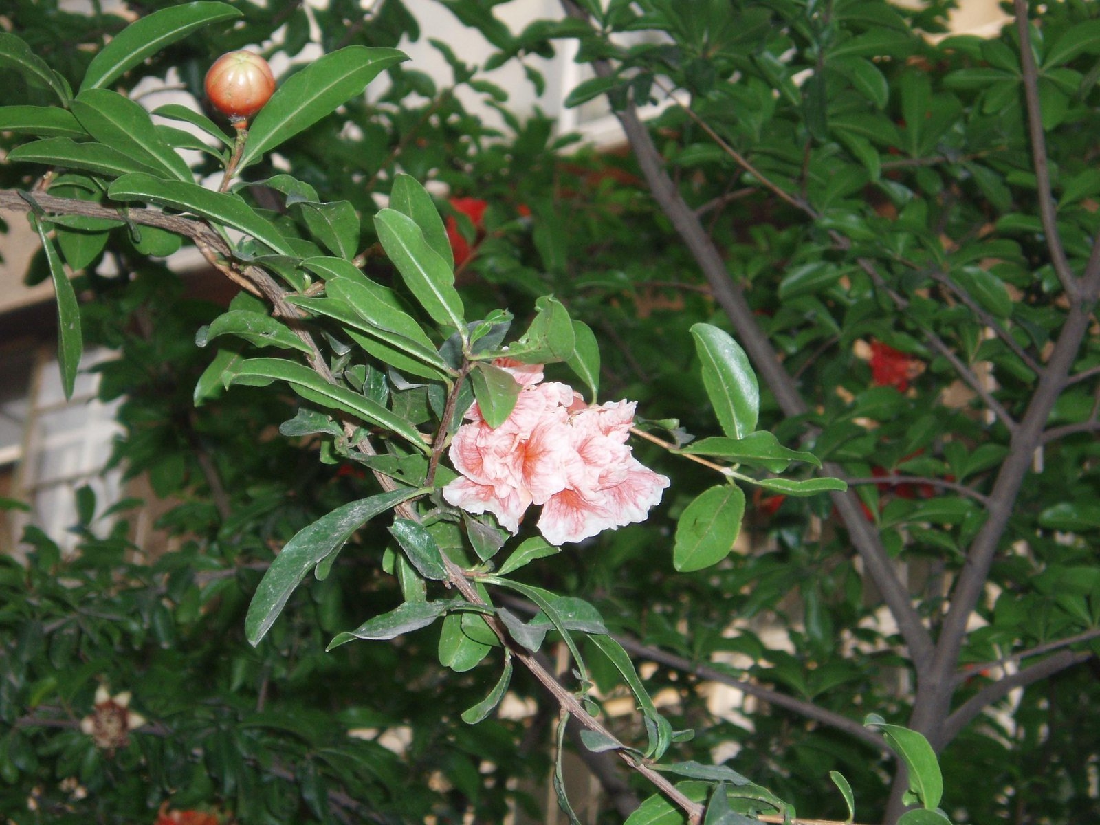PunicaGranatum.jpg Buy Punica granatum - Live Plant Online Shopping for Sale - Image 1