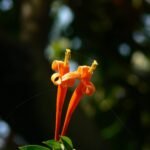 Buy Pyrostegia venusta - Live Plant Online Shopping for Sale