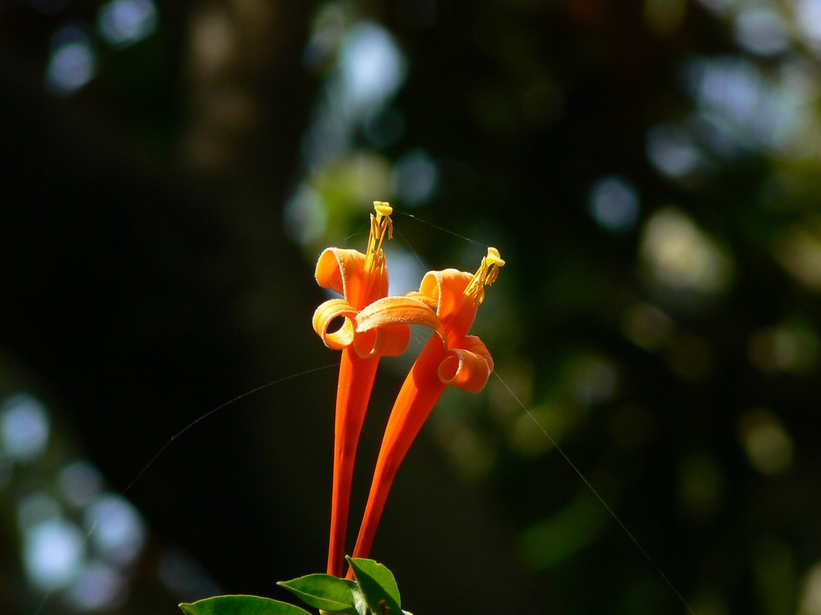 Pyrostegia_venusta_423954103-scaled-1.jpg Buy Pyrostegia venusta - Live Plant Online Shopping for Sale - Image 1
