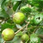 Buy Randia dumetorum, catunaregam spinosa, madhukarai, kaarai, 
marakalam, மதுக்காரை - Live plant online 
shopping for sale