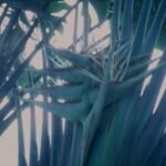 Buy Ravenala Madagascariensis , traveller palm, visiri vazhai, 
விசிறி வாழை - Live plant online shopping for 
sale