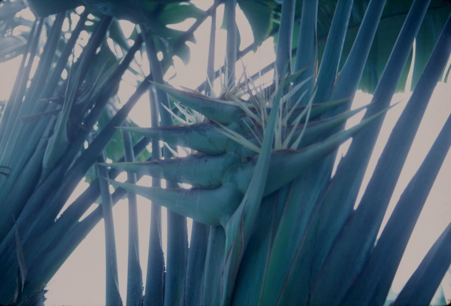 Ravenala_madagascariensis_in_Suva_Fiji_-_DPLA_-_8b2f3b74a6b9bdbb8e4c6a907fdeebda.jpg Buy Ravenala Madagascariensis , traveller palm, visiri vazhai,
விசிறி வாழை - Live plant online shopping for
sale - Image 1