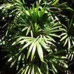 Buy Raphis excelsa - Live Plant Online Shopping for Sale