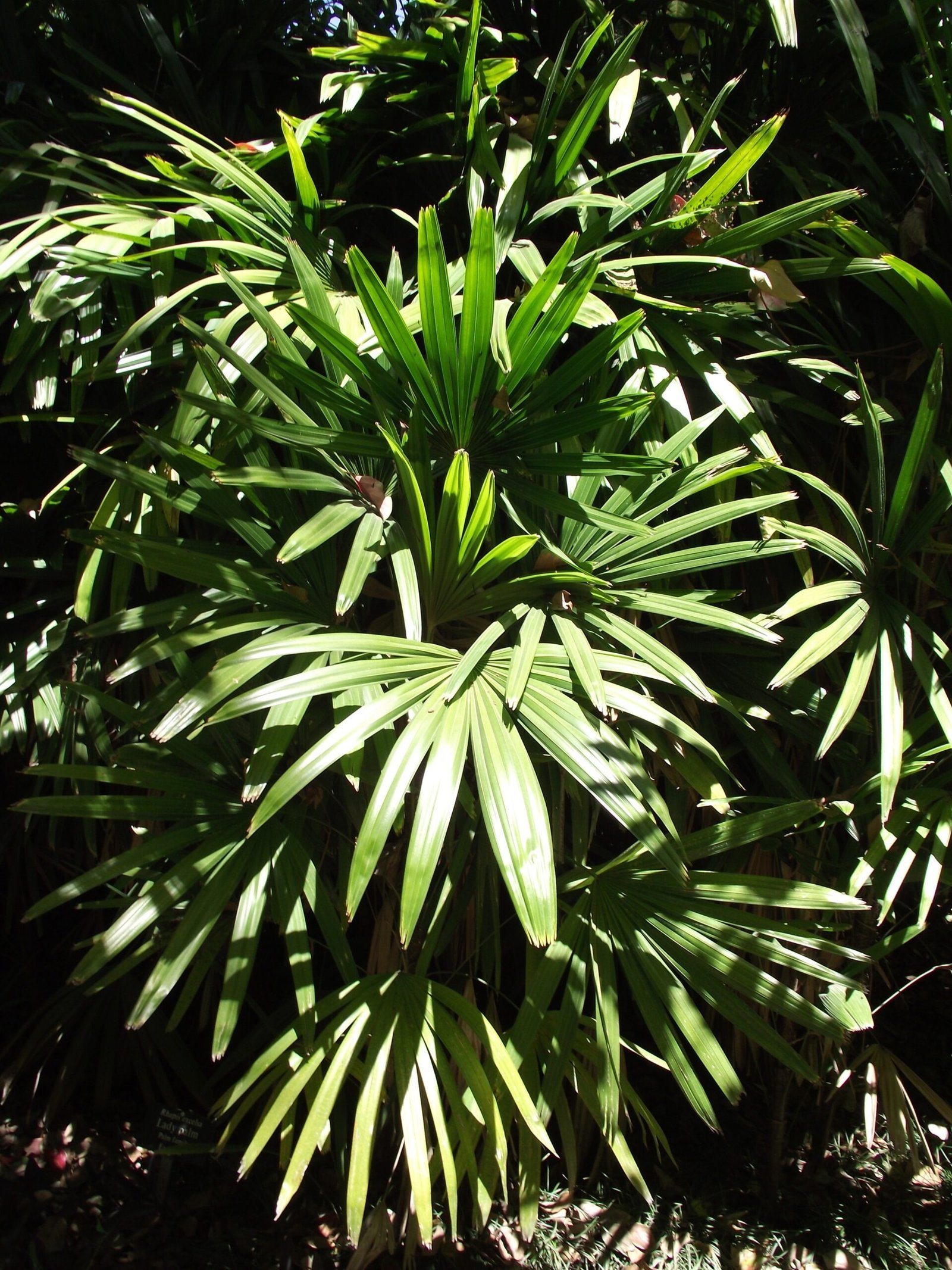 Rhapis_excelsa_1-1-scaled-1.jpg Buy Raphis excelsa - Live Plant Online Shopping for Sale - Image 1