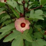 Buy Hibiscus subdariffa - Live Plant Online Shopping for Sale