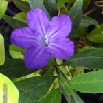 Buy Ruellia sp - Live Plant Online Shopping for Sale
