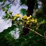 Buy Senna siamea - Live Plant Online Shopping for Sale