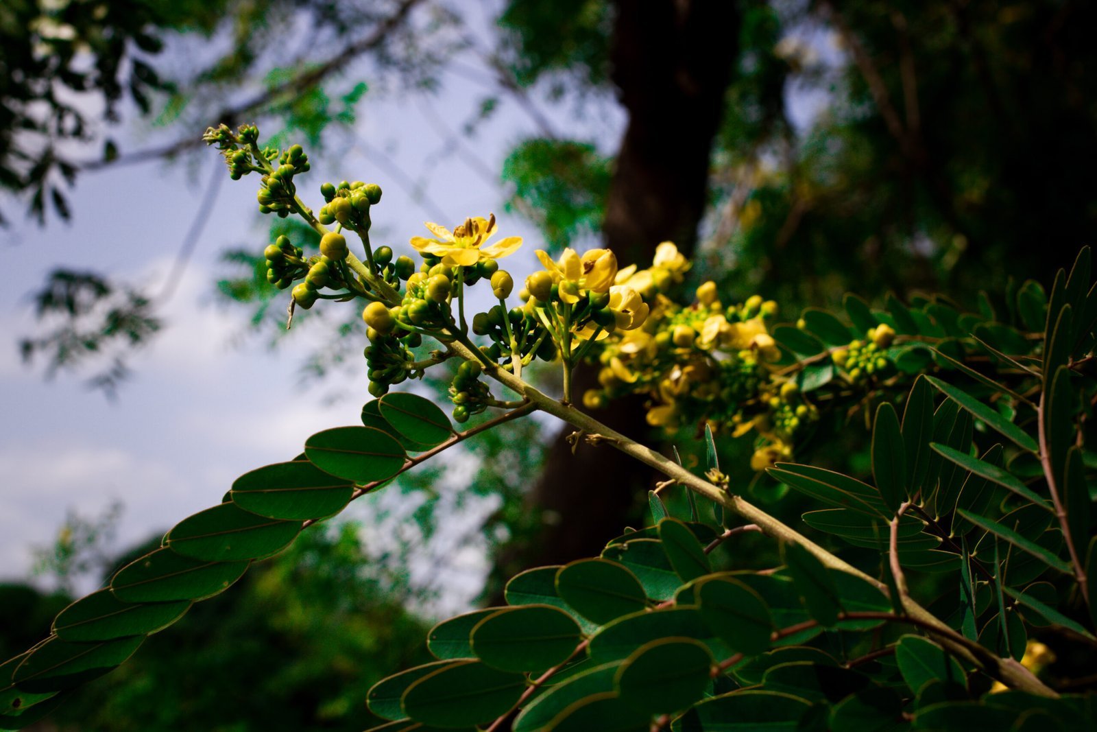SENNA_SIAMEA-scaled-1.jpg Buy Senna siamea - Live Plant Online Shopping for Sale - Image 1