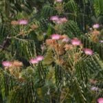 Buy Samanea saman - Live Plant Online Shopping for Sale