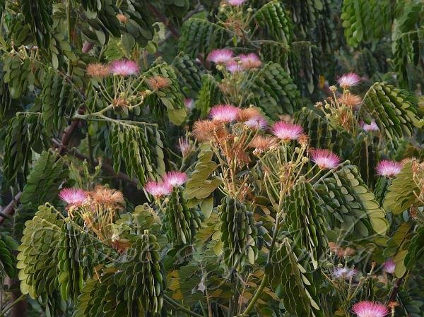 Samanea_saman.jpg Buy Samanea saman - Live Plant Online Shopping for Sale - Image 1