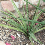 Buy Sansevieria roxburghiana - Live Plant Online Shopping for 
Sale