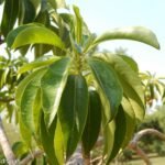 Buy Sapium insigne - Live Plant Online Shopping for Sale