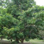 Buy Manilkara zapota - Chikoo - Live Plant Online Shopping for 
Sale