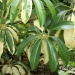 Buy Schleffera sp - Live Plant Online Shopping for Sale