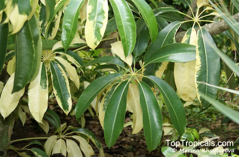 Schefflera_pueckleri_variegata_3_3_MKh_max.webp Buy Schleffera sp - Live Plant Online Shopping for Sale - Image 1