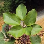 Buy Schefflera venulosa - Live Plant Online Shopping for Sale
