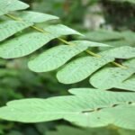 Buy Candle Bush, Ringworm Shrub, senna alata, cassia alata, 
seemai agathi, simayatti, dosmurdar, சீமை 
அகத்தி, vandukolli, 
வண்டுக்கொல்லி - Live plant online 
shopping for sale