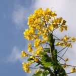 Buy Senna spectabilis - Live Plant Online Shopping for Sale