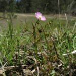 Buy Shield sundew - Live Plant Online Shopping for Sale