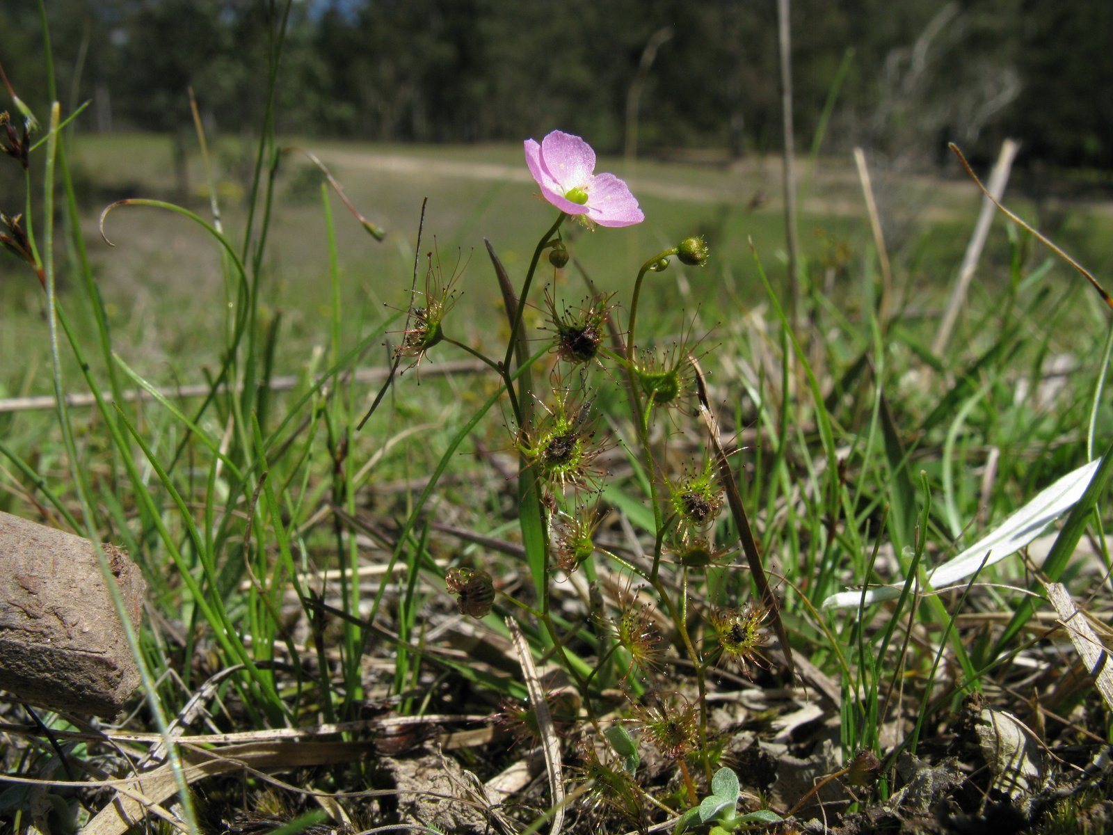 Shield_sundew___Drosera_peltata.jpg Buy Shield sundew - Live Plant Online Shopping for Sale - Image 1