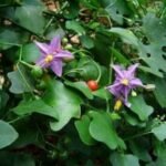 Buy Solanum trilobatum - Blue, thoothuvalai, 
தூதுவளை, thuthuvalai - Live plant online shopping 
for sale