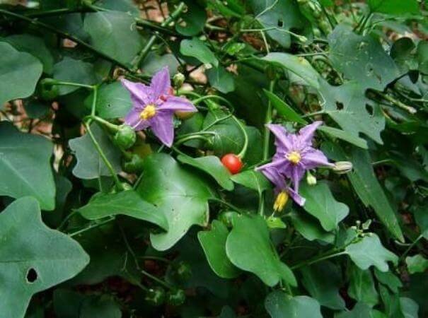 Solanum-trilobatum.jpg Buy Solanum trilobatum - Blue, thoothuvalai,
தூதுவளை, thuthuvalai - Live plant online shopping
for sale - Image 1