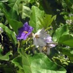 Buy Solanum macrantham - Live Plant Online Shopping for Sale
