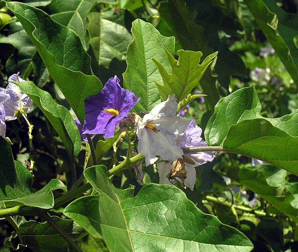 Solanum_macranthum_26563405525.jpg Buy Solanum macrantham - Live Plant Online Shopping for Sale - Image 1