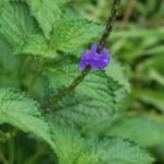 Buy Stachytarpheta indica - Live Plant Online Shopping for Sale