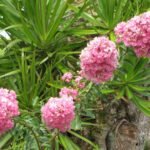 Buy Lagerstroemia indica - pink - Live Plant Online Shopping for 
Sale