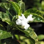 Buy Tabernaemontana - Double - Live Plant Online Shopping for 
Sale
