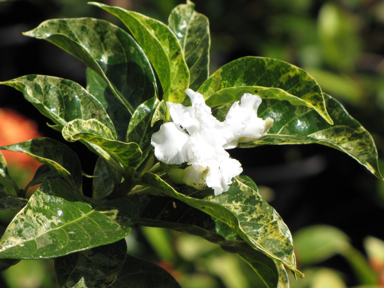 Starr-110215-1303-Tabernaemontana_divaricata-variegated_foliage_double_flower-KiHana_Nursery_Kihei-Maui_24982731421-scaled-1.jpg Buy Tabernaemontana - Double - Live Plant Online Shopping for
Sale - Image 1