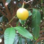 Buy Garcinia xanthochymus - Live Plant Online Shopping for Sale