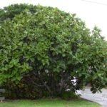 Buy Ficus lyrata - Live Plant Online Shopping for Sale