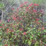 Buy Hamelia patens - Live Plant Online Shopping for Sale