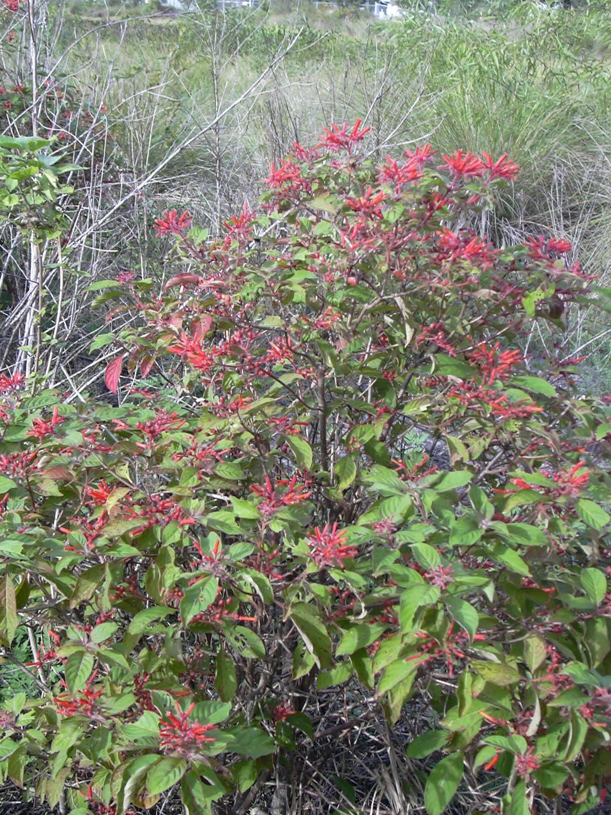 Starr_031108-3166_Hamelia_patens.jpg Buy Hamelia patens - Live Plant Online Shopping for Sale - Image 1