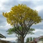 Buy Tabebuia donnell - smithii - Live Plant Online Shopping for 
Sale