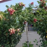 Buy Majidea zanguebarica - Live Plant Online Shopping for Sale