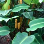 Buy Calathea sp - Live Plant Online Shopping for Sale