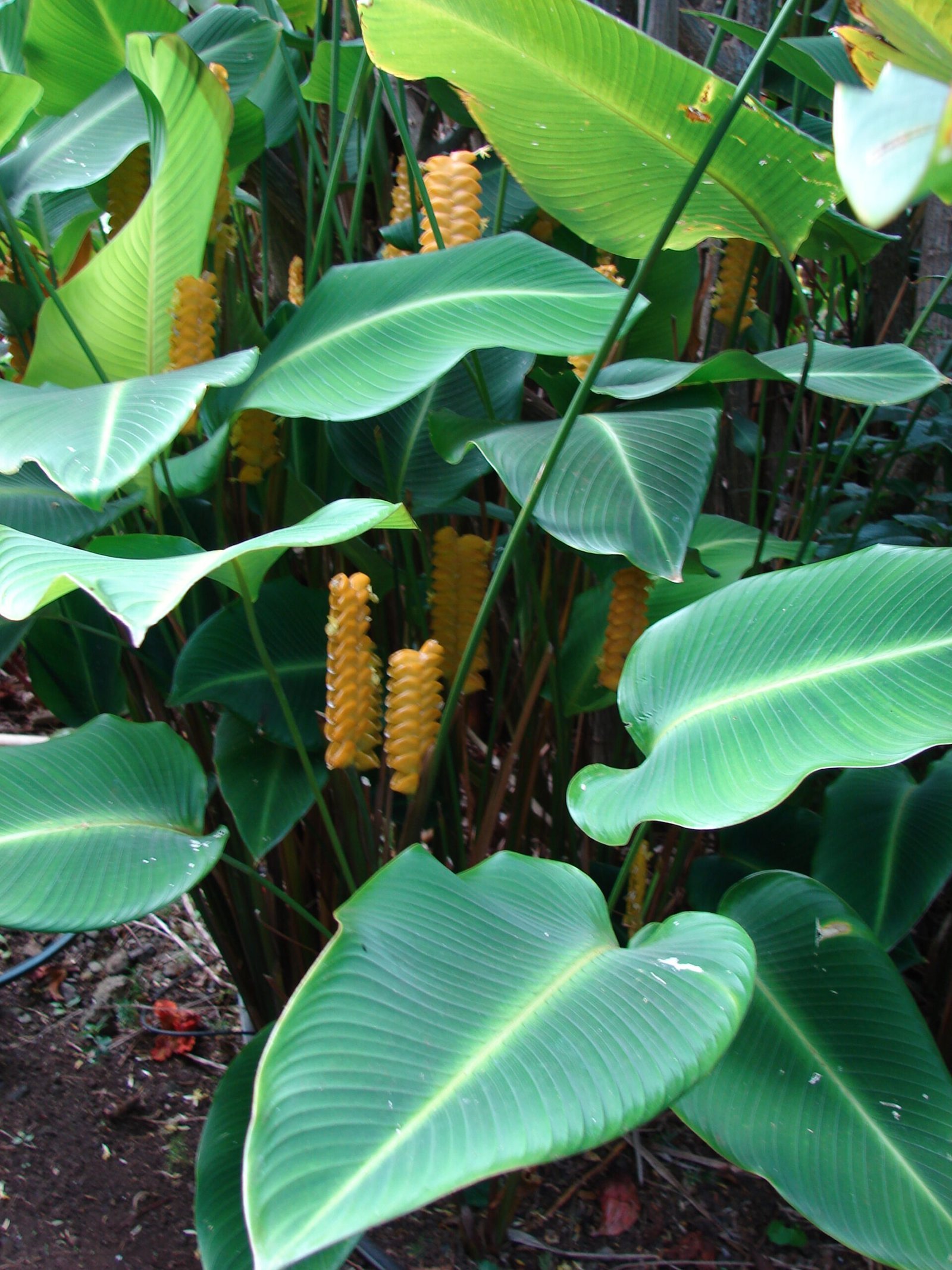 Starr_080716-9470_Calathea_crotalifera-scaled-1.jpg Buy Calathea sp - Live Plant Online Shopping for Sale - Image 1
